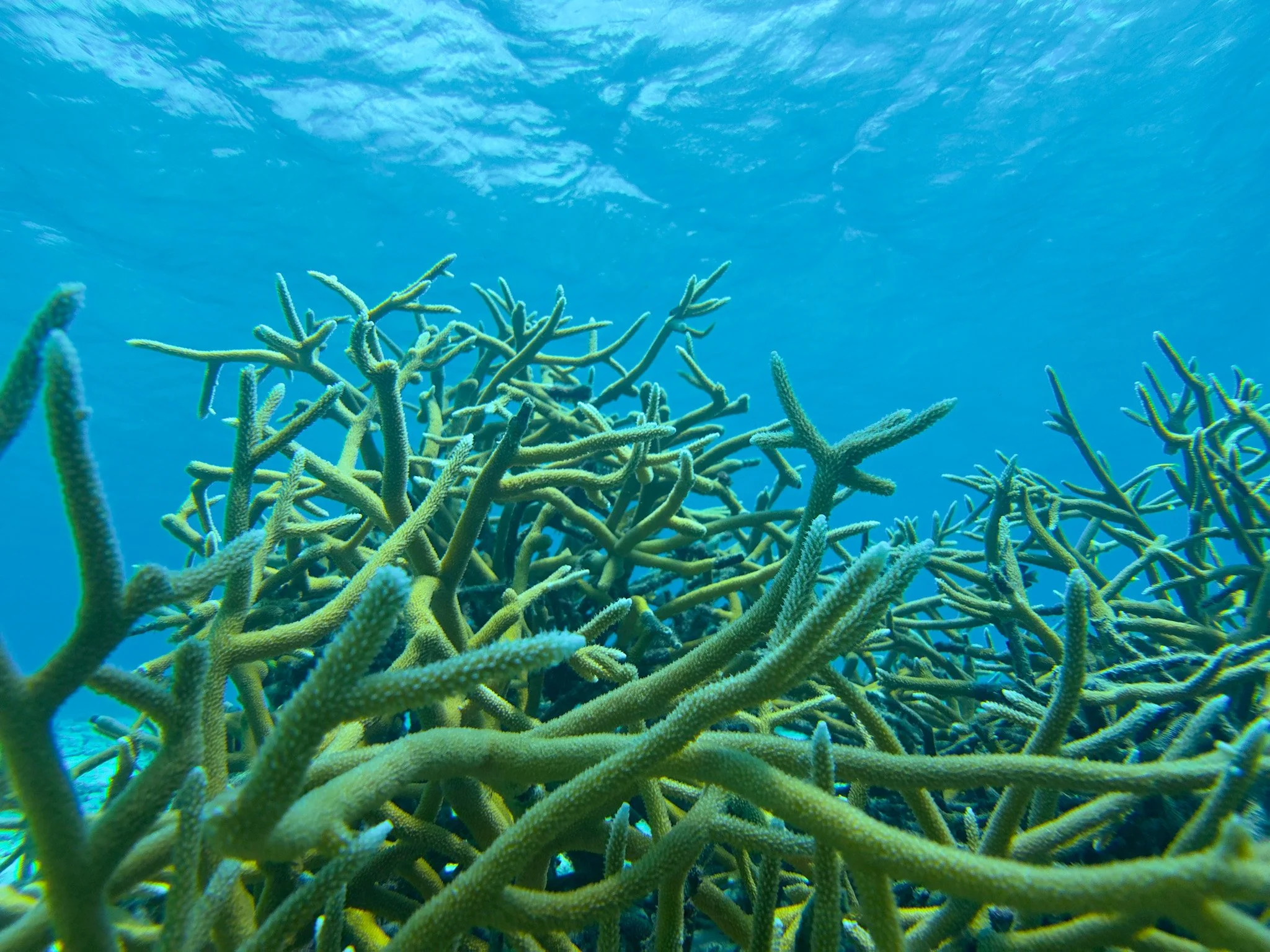 Underwater view of a coral reef with green branching corals and a blue ocean background.