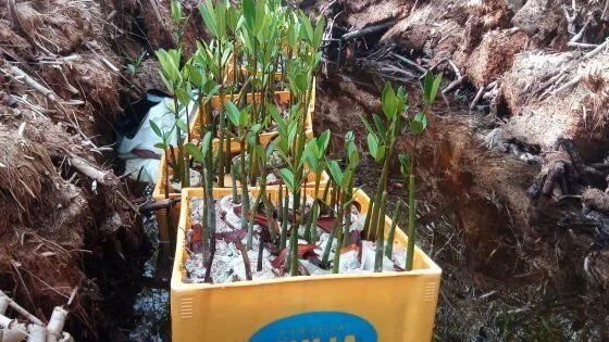 Green seedlings growing in a yellow plastic crate filled with ice, situated in a muddy outdoor environment.