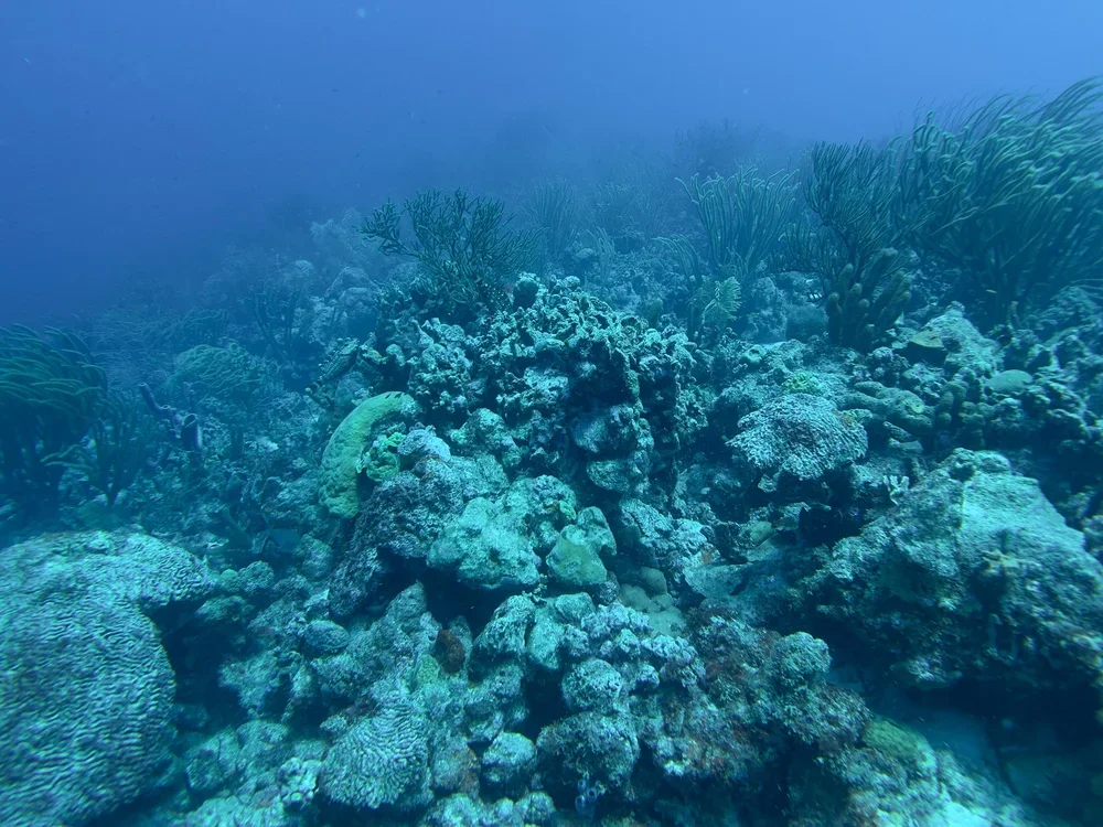 Underwater view of a coral reef with various corals and marine plants.