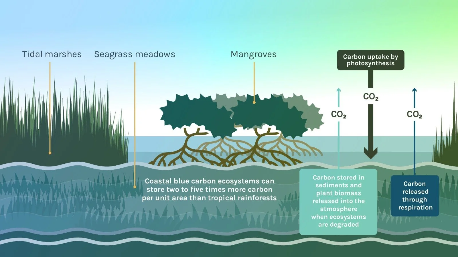 Diagram illustrating coastal blue carbon ecosystems, including tidal marshes, seagrass meadows, and mangroves, and their role in storing carbon through photosynthesis and releasing it via respiration.