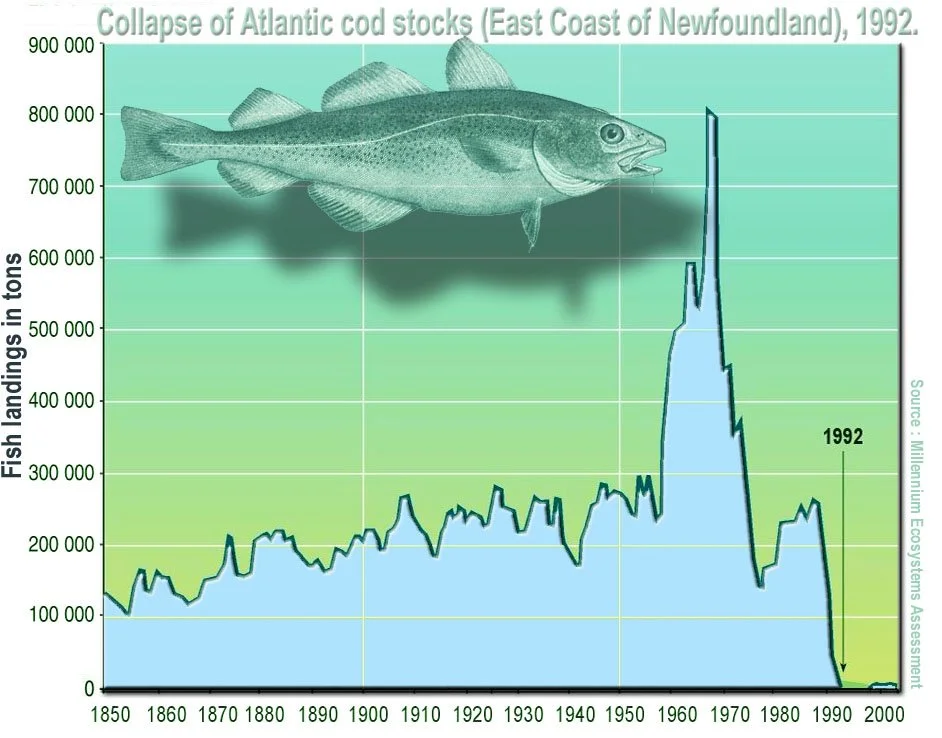 Line graph showing the collapse of Atlantic cod stocks along the East Coast of Newfoundland from 1850 to 2000, with a significant decline after 1950, reaching near zero in 1992. An illustration of a cod fish is at the top of the graph.