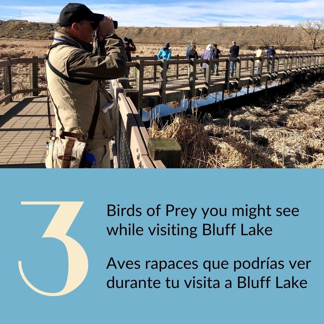 As a wildlife refuge, Bluff Lake is home to multiple Birds of Prey. Have you seen any of these Birds of Prey at Bluff Lake in the past 30 years?

[ID: This carousel has pictures and information about three birds of prey found at Bluff Lake. The featu