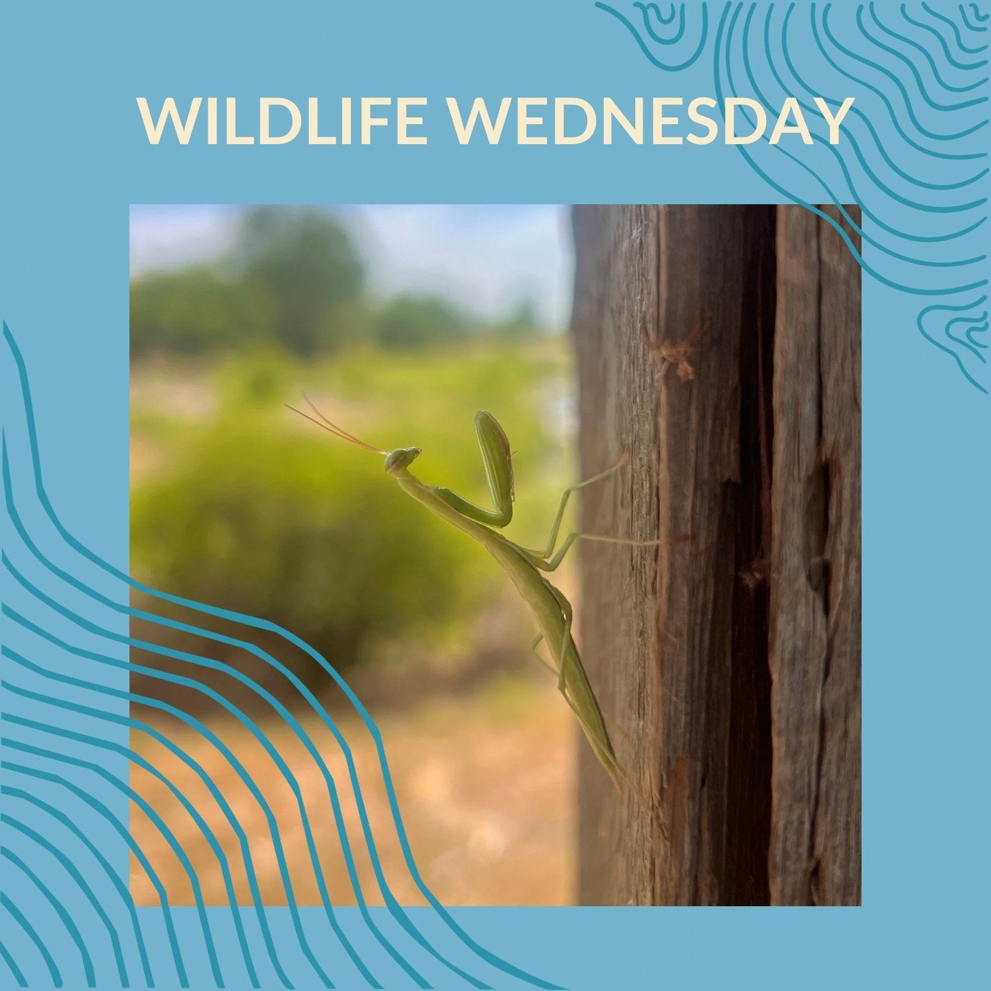 Did you know that female praying mantises sometimes eat their mates? However, this only happens about 30% of the time. They eat their mate as a source of food for her and her offspring. Praying mantises are also skilled hunters, and can catch prey as