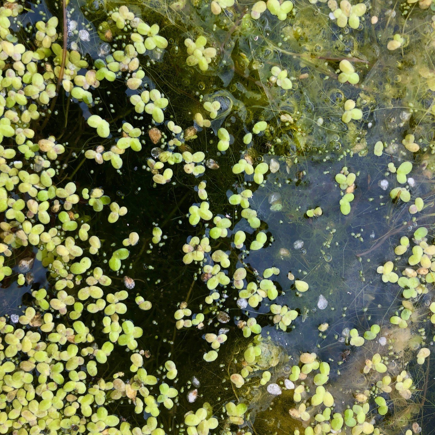 Duckweed, one of the world&rsquo;s tiniest flowering plants, floats on the surface of our lake and is often mistaken for algae. This little powerhouse benefits the lake by removing pollutants like nitrogen, phosphorus, and bacteria, while also helpin