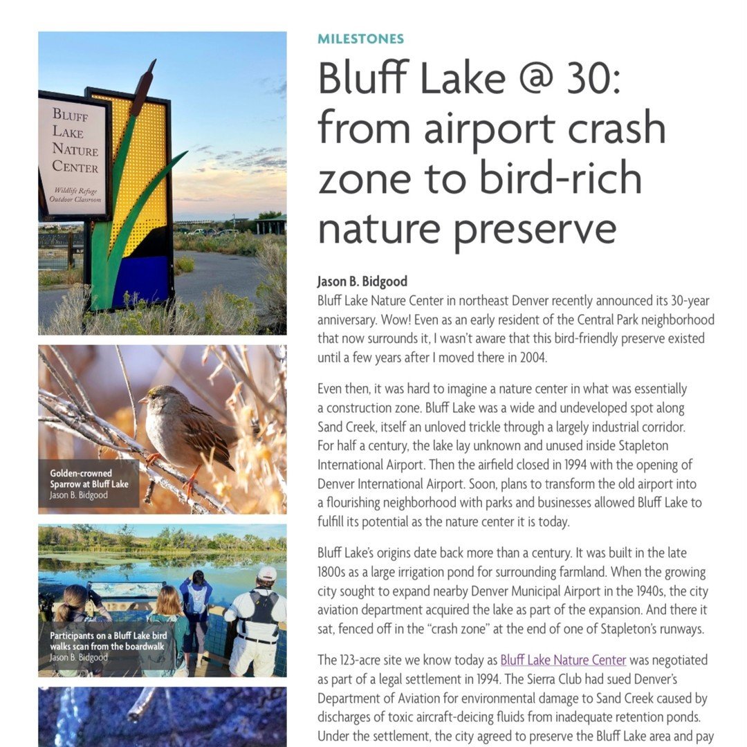 Check out the latest Lark Bunting newsletter, where @denverfieldornithologists celebrate Bluff Lake Nature Center&rsquo;s 30-year anniversary! From its rich history to its evolution into one of Denver&rsquo;s top birding spots, this feature captures 