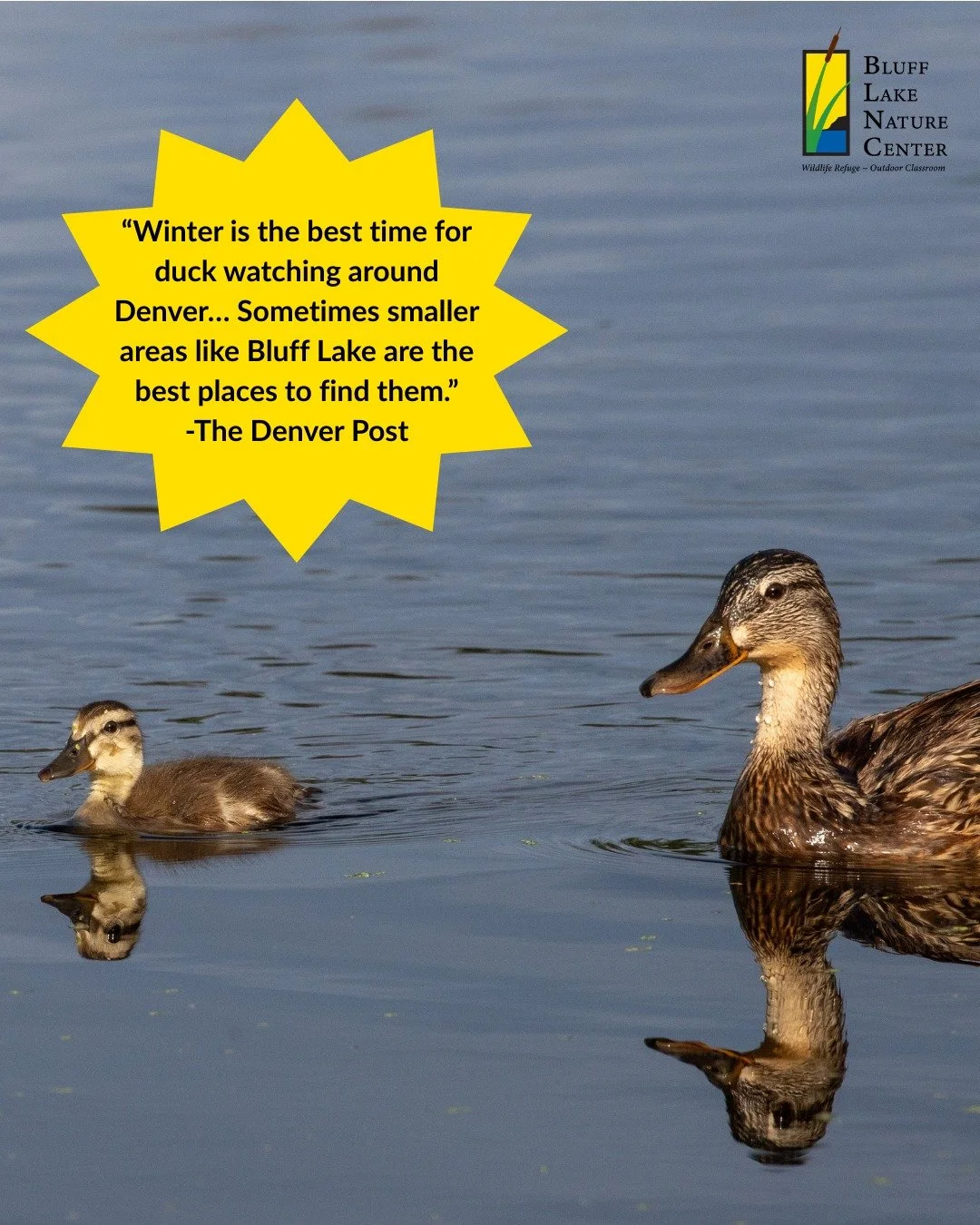 Happy Wildlife Wednesday! Thank you to our friends over at @thedenverpost for the shout out! Bluff Lake is a birding hotspot, with over 230 different bird species identified on site. What birds have you spotted at Bluff Lake? 🦆

&iexcl;Feliz Mi&eacu