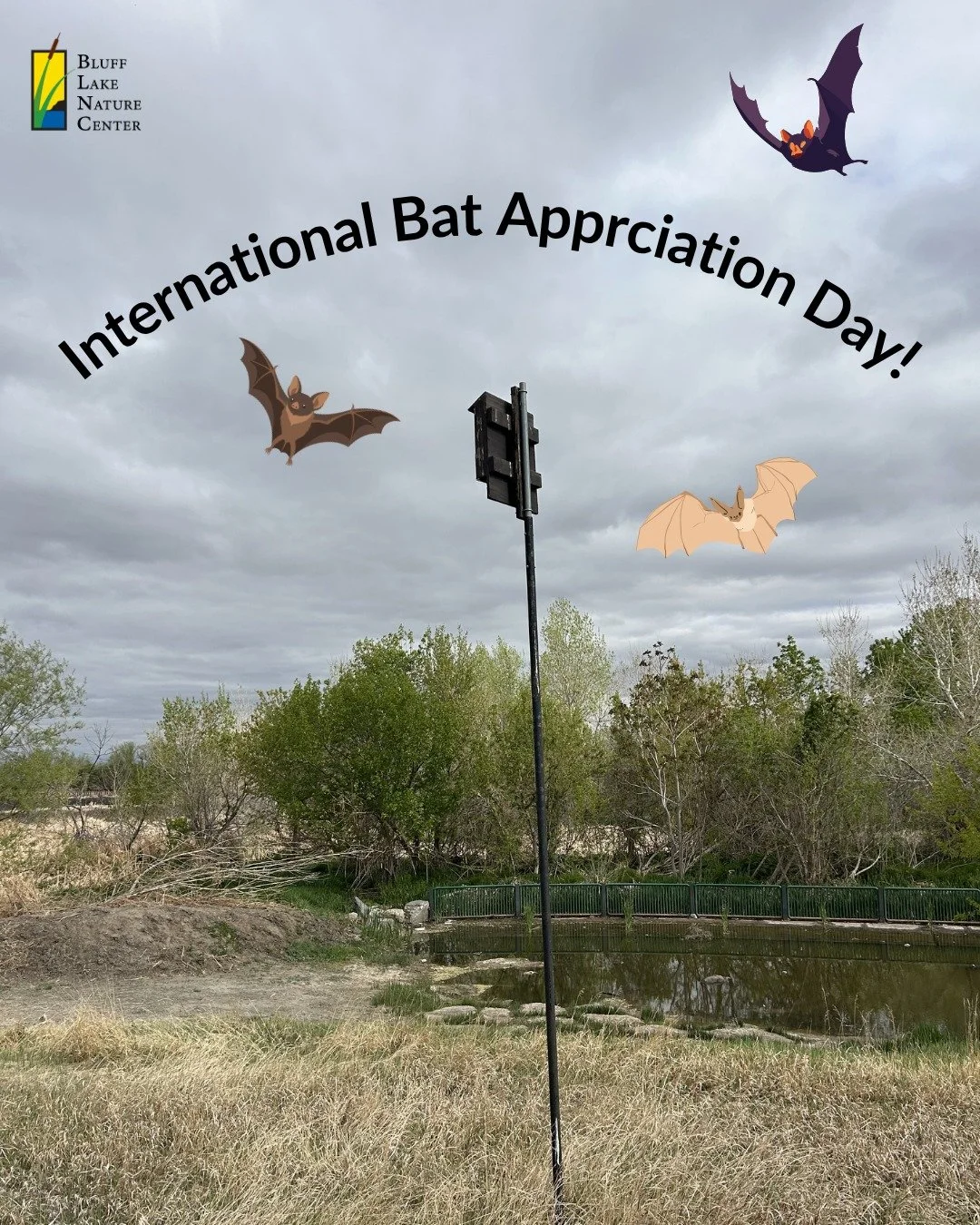 Today is international bat appreciation day! 🦇 Pictured here are bat houses, home to two different species of bats that live at Bluff Lake, Big Brown Bats and Little Brown Bats. These bat species are insectivores, whose diet consists of wasps, mosqu