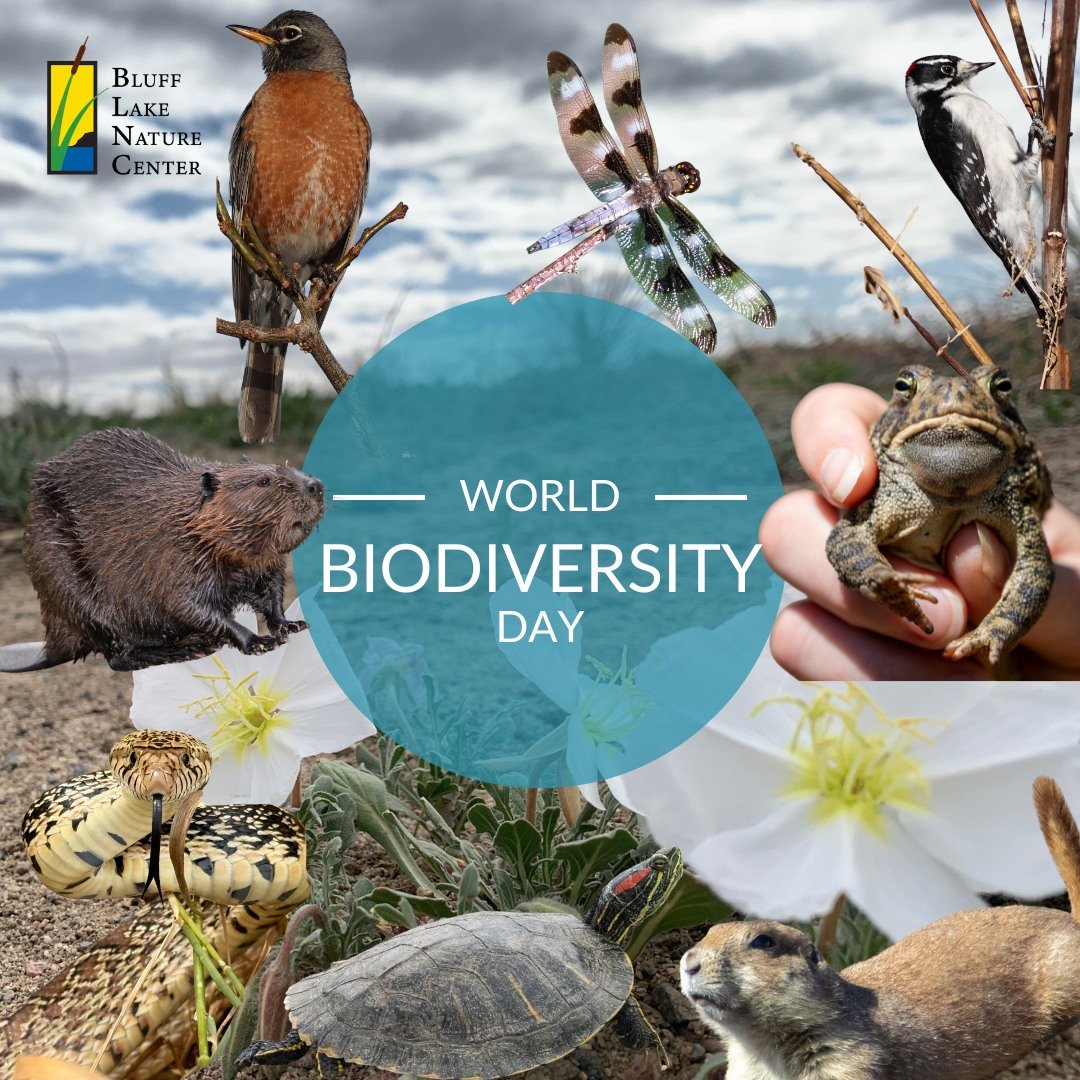 Happy World Biodiversity Day! 🌼🐸🐍🌱🐿️

From insects to mammals, plants to reptiles, and birds to fish, Bluff Lake is home to a diverse web of life! Every species plays a unique role in keeping our ecosystems healthy. Today and everyday we are gra