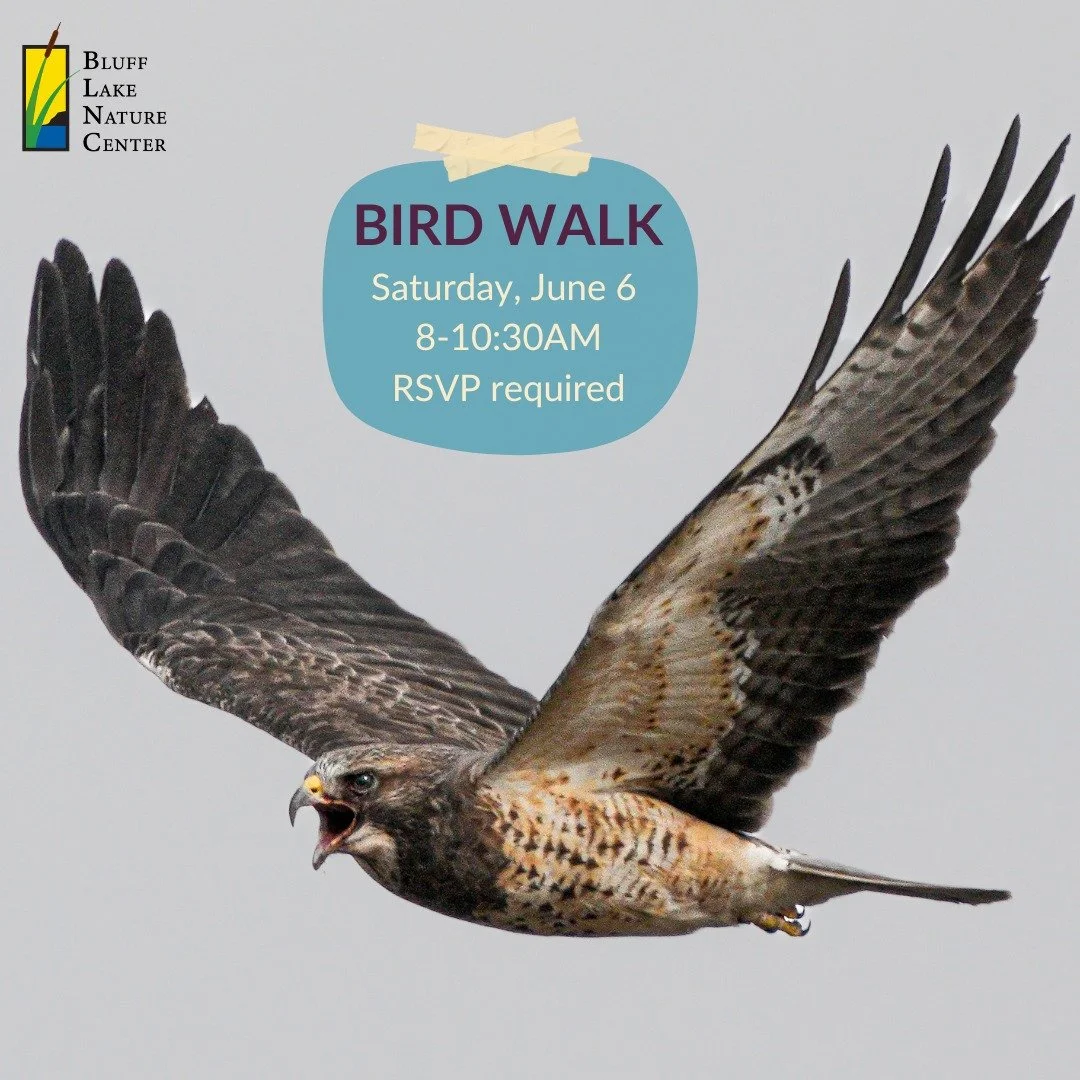 Join us this Saturday, June 6, for our monthly bird walk! Birding experts will lead groups around the lake, discussing and observing birds of Bluff Lake! Everyone is welcome, so make sure to RSVP by checking out our website or following the link in o