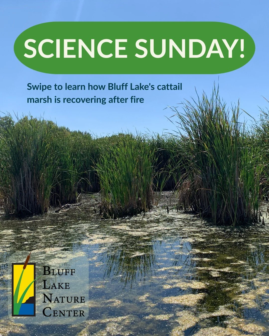 Did you know cattail marshes are fire-adapted ecosystems? With complex underground root systems, cattails quickly rebound after wildfire. 

Bluff Lake's cattails provide critical habitat for wildlife and serve as a natural filtration system. By learn