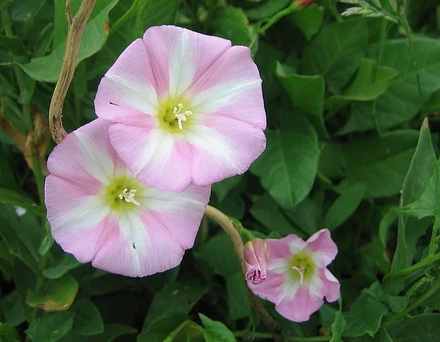 About 1 — Bluff Lake Nature Center