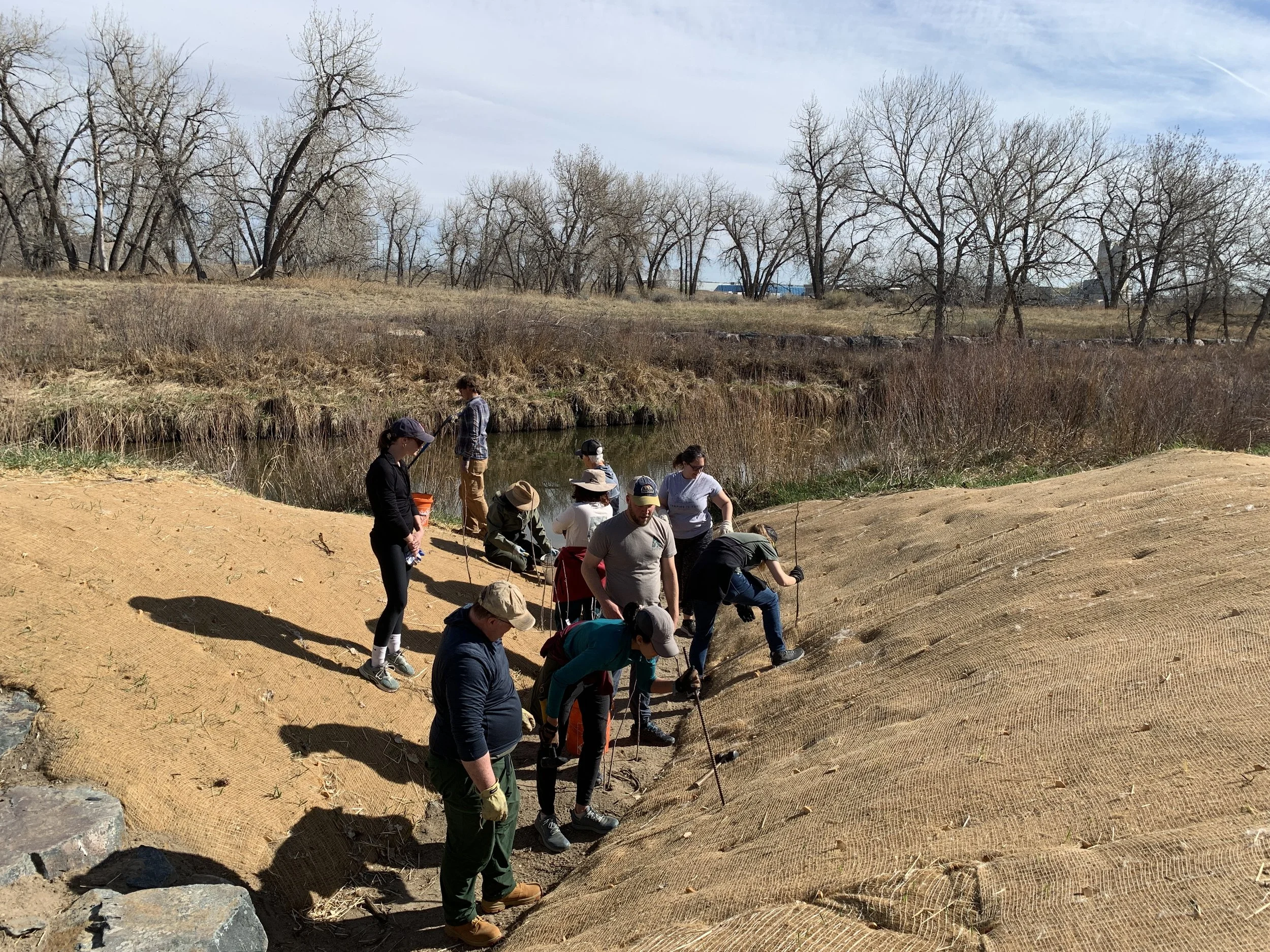 Willow Planting 2026