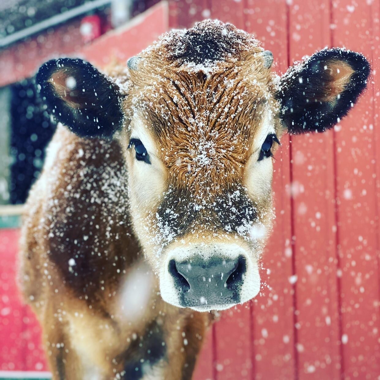 Our Horse &amp; Farm Animal Tours will resume in March 2023.  We look forward to seeing you all then!  Have a wonderful holiday season and a very happy &quot;moooooo&quot; year!