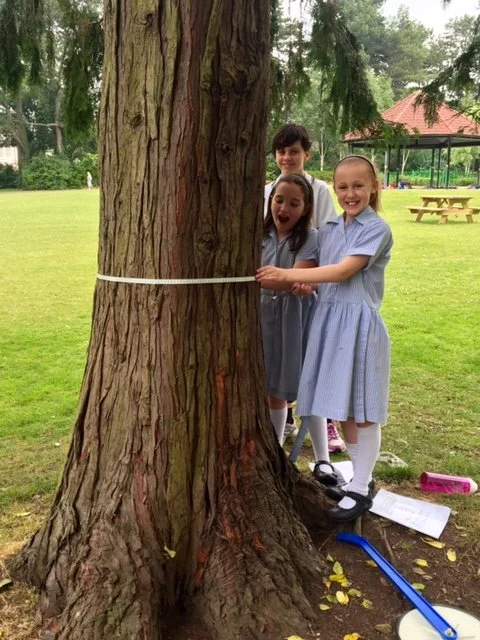 tree survey 8.JPG