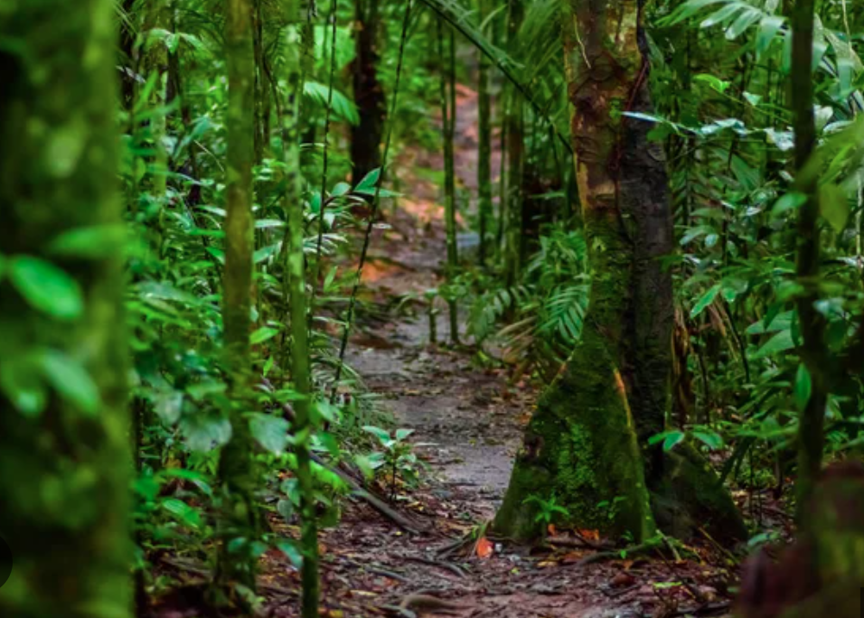 Awakening Your Root Memory