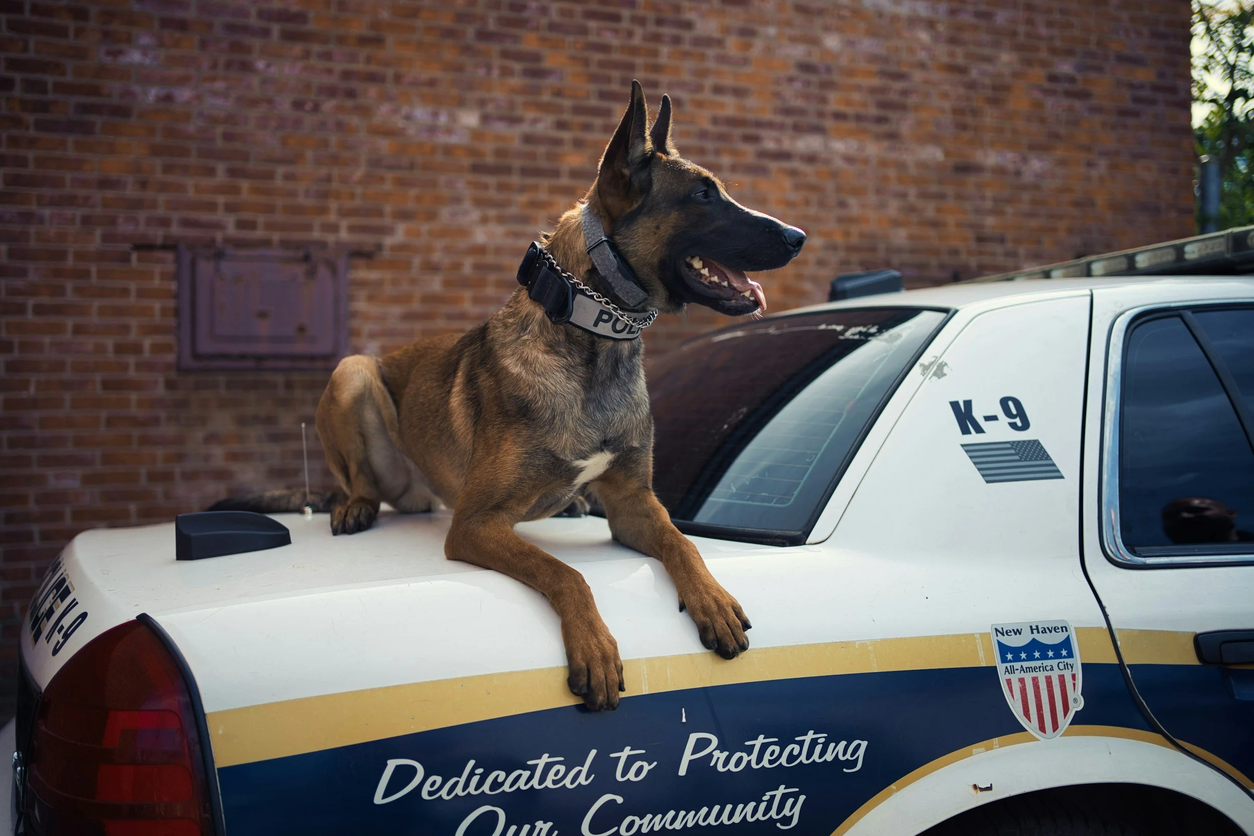 K-9-officer-romantic-suspense