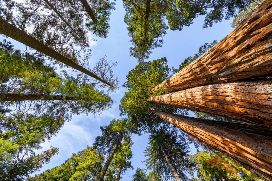 What is reclaimed wood?