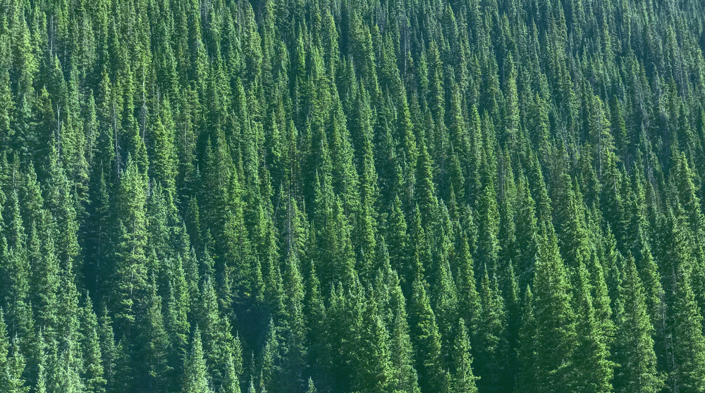 Reclaimed Building Materials in Denver, Colorado — Perks Deconstruction A Cleaner, Greener Way