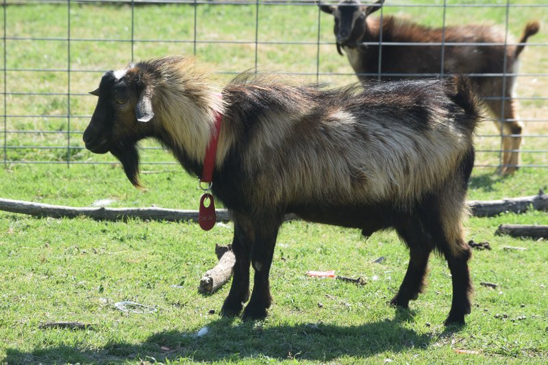 Sire
Old McMullen Farm Don Julio