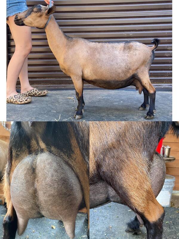 Sire's Dam's Dam
GCH Dill's TS Tequila Sunrise 4*M VEEE90
