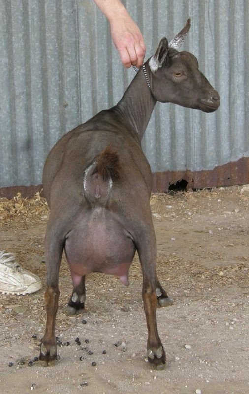 Sire's Dam's Dam udder
Brownbetty’s udder
