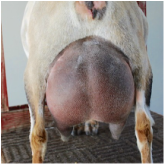 Sire's Dam Udder
Eye of the Sky Udder
(photo courtesy of Alethia Homestead)