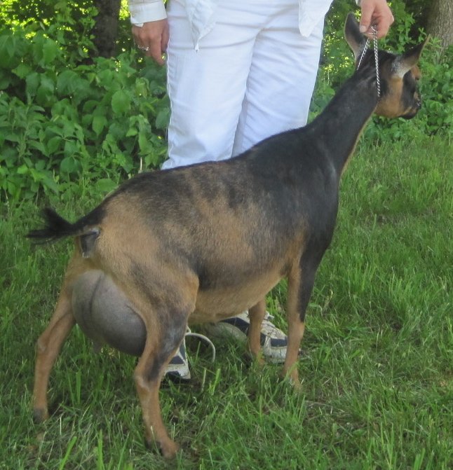Dam:
GCH Rosasharn TL Queen Bee
5*M 5*D
FS91 (VEEE) @ 05-01
(photo courtesy of Rosasharn Farm)