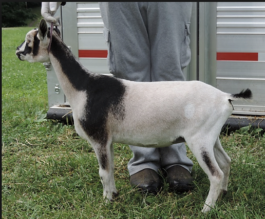Dam:
Buttin'Heads Olive Branch 3*M
LA 2018 EEEV90
(photo courtesy of Buttin'Heads Dairy Goats)