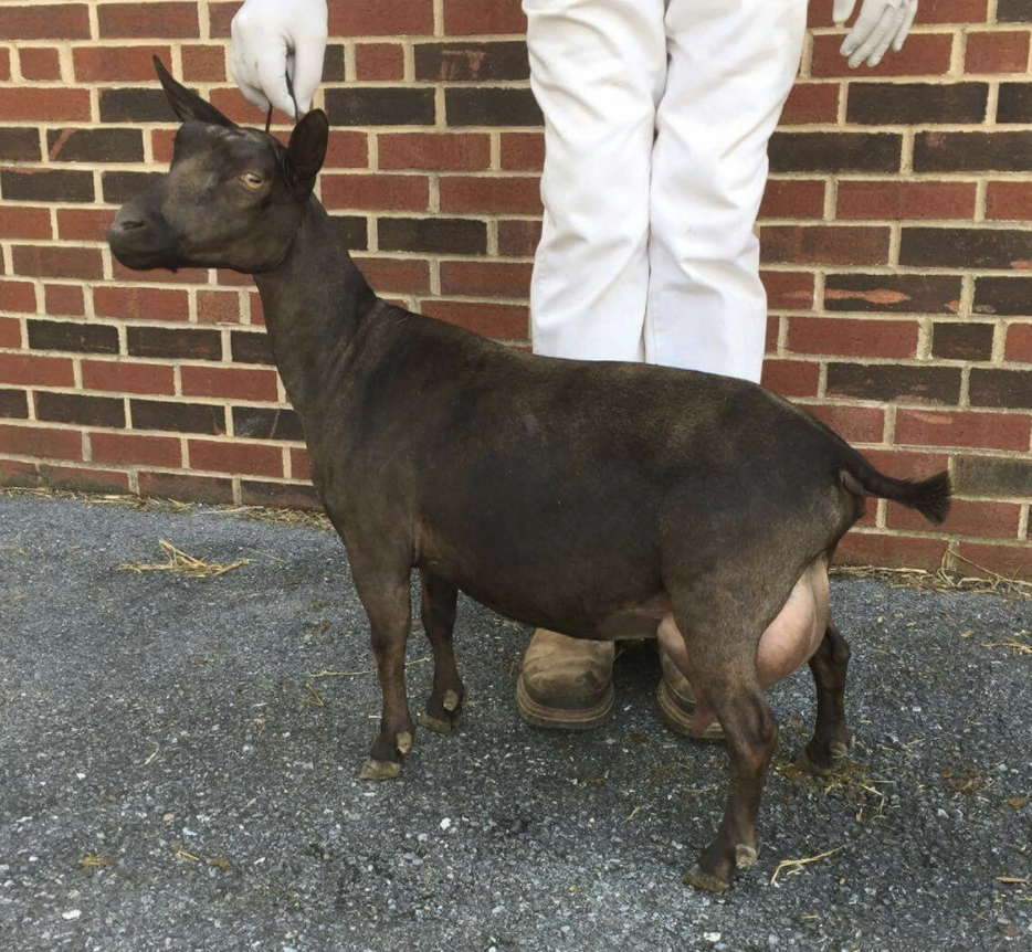 Sire's Dam: GCH Buttin'Heads Panache 3*M
2014 LA VVVV 87