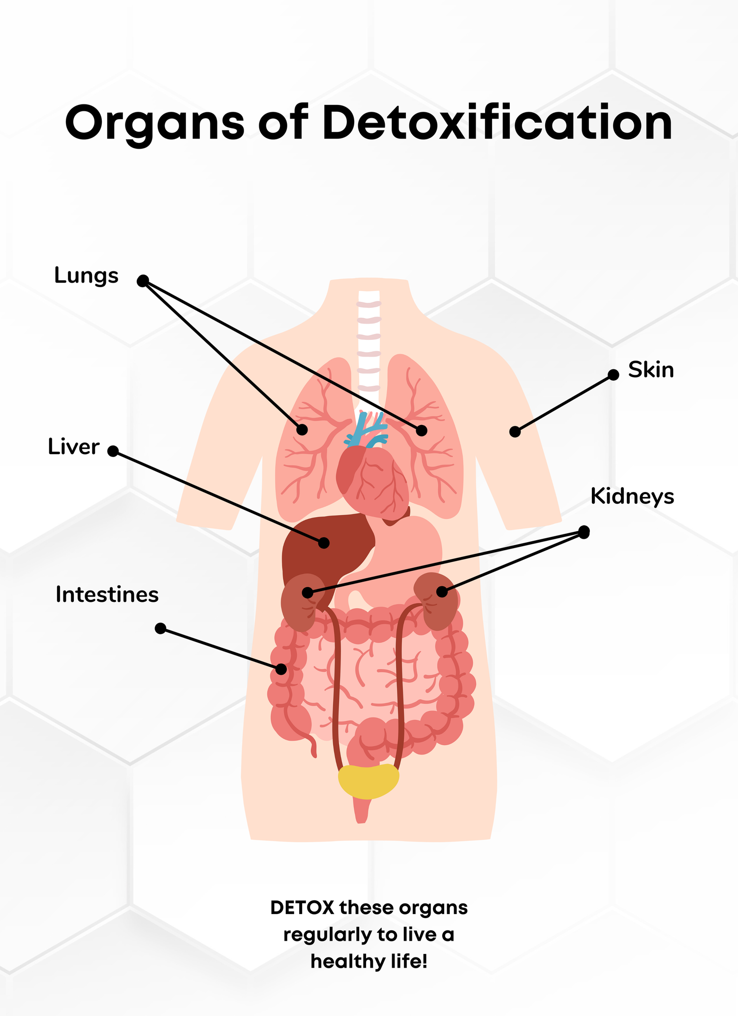 Emunctories: Organs of Detoxification — Matrix Wellness