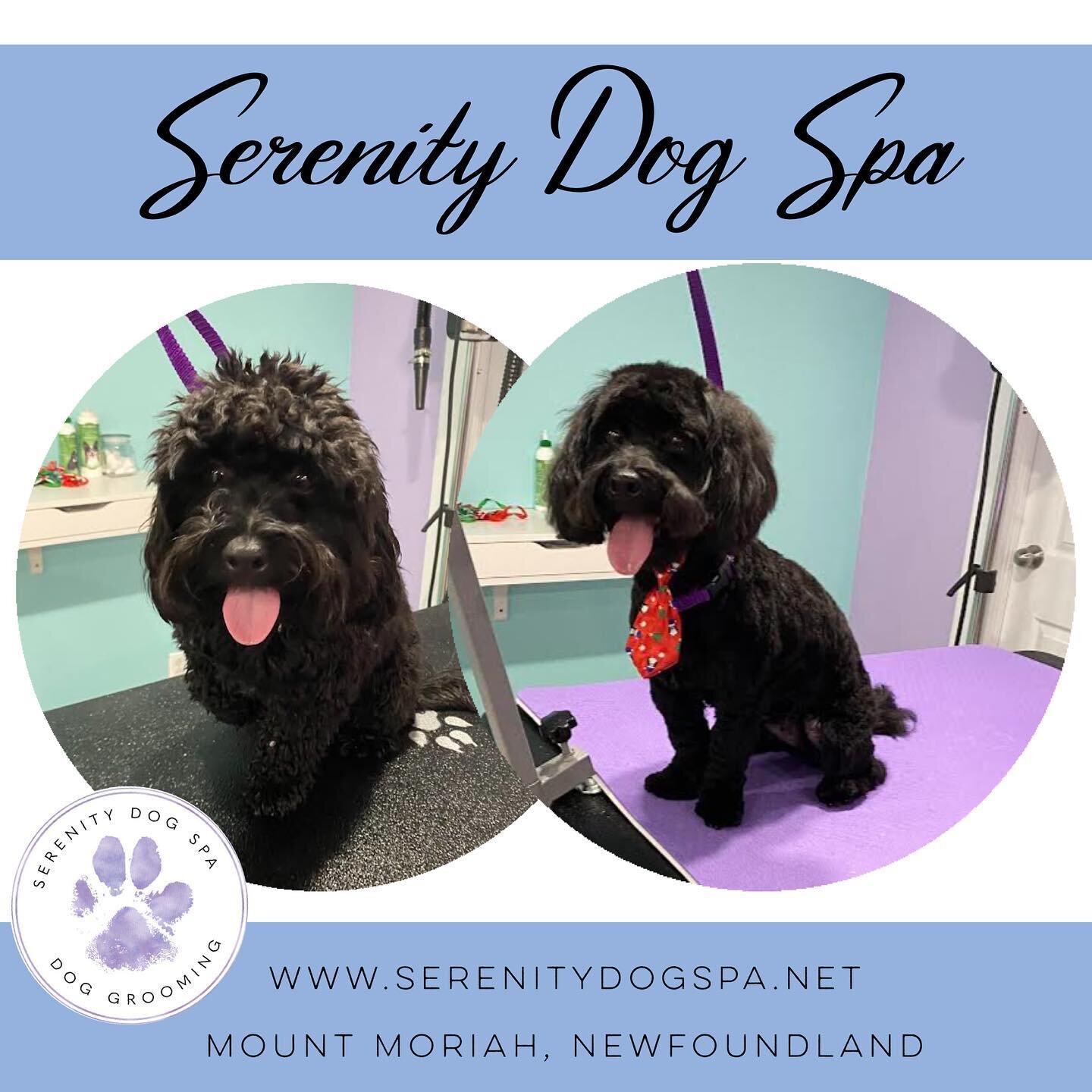 Hi, I  am Bear! I had a groom at @serenitydogspa_