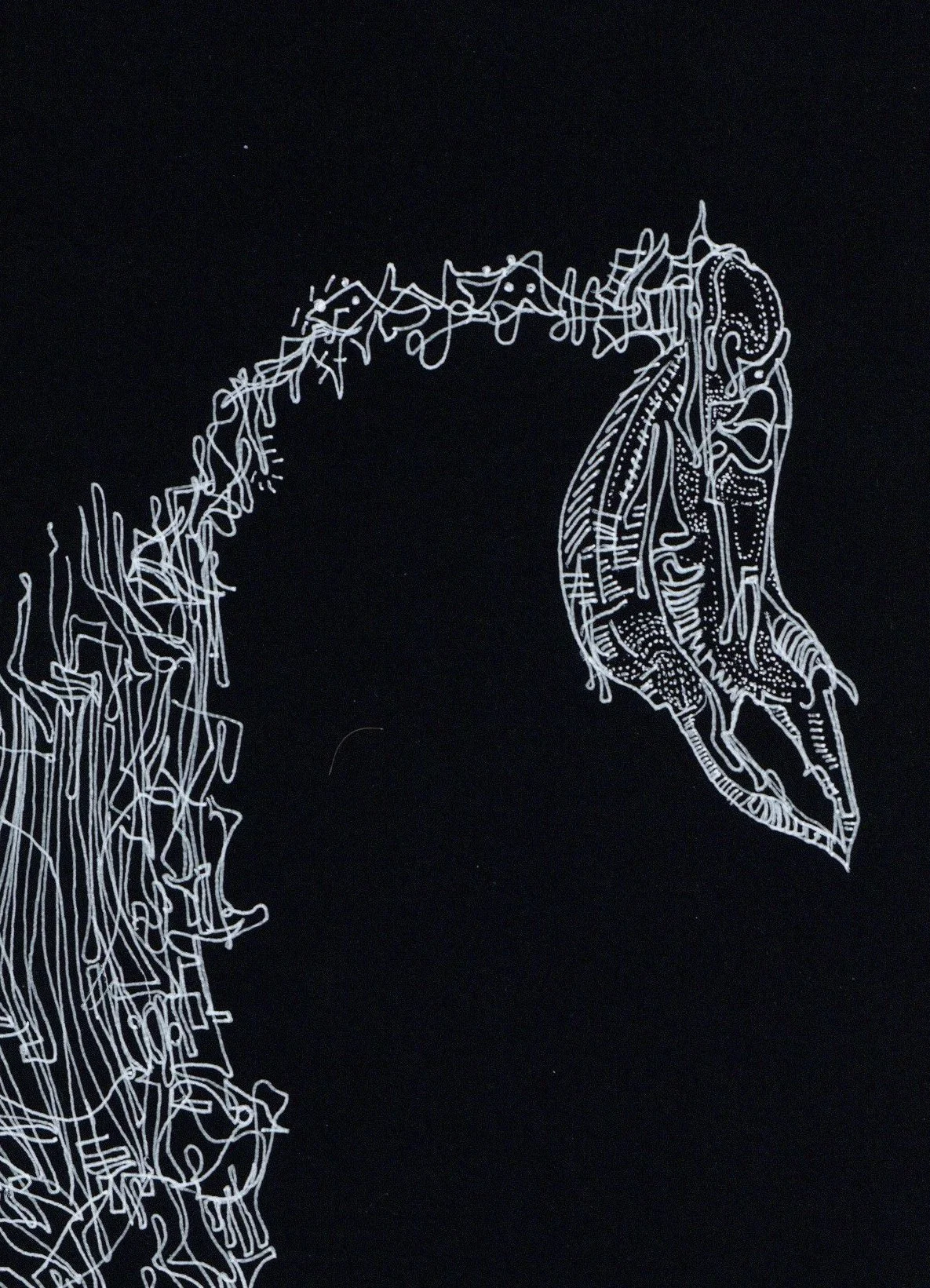horse skeleton 2024 2 copy 2.jpg