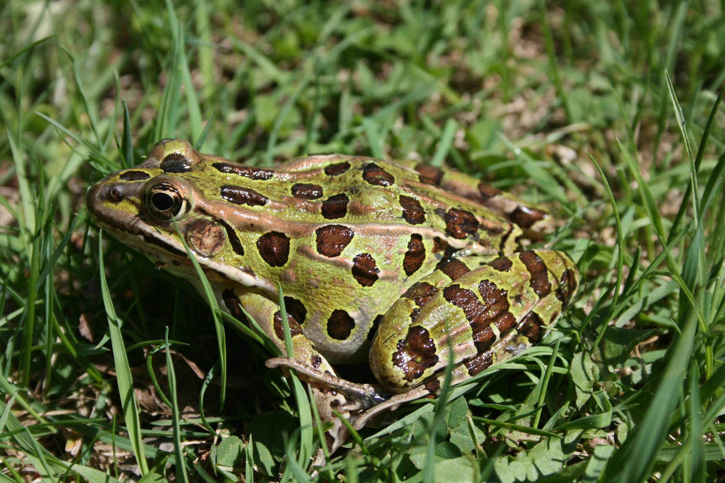 Grenouilles et compagnie