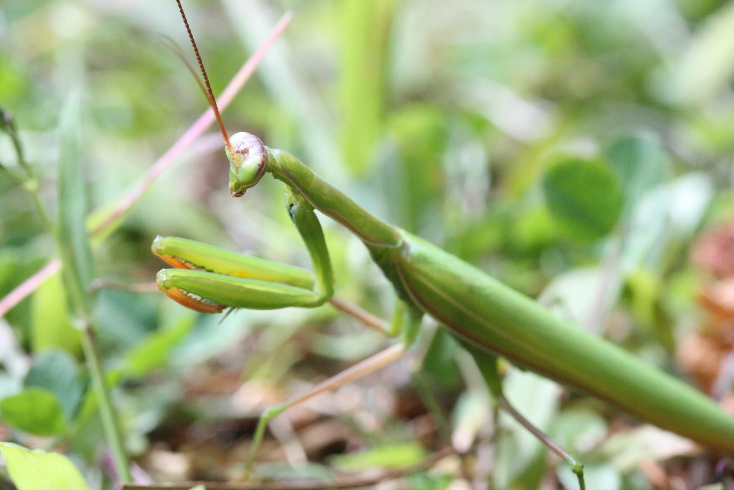 Insectes (sauf papillons)