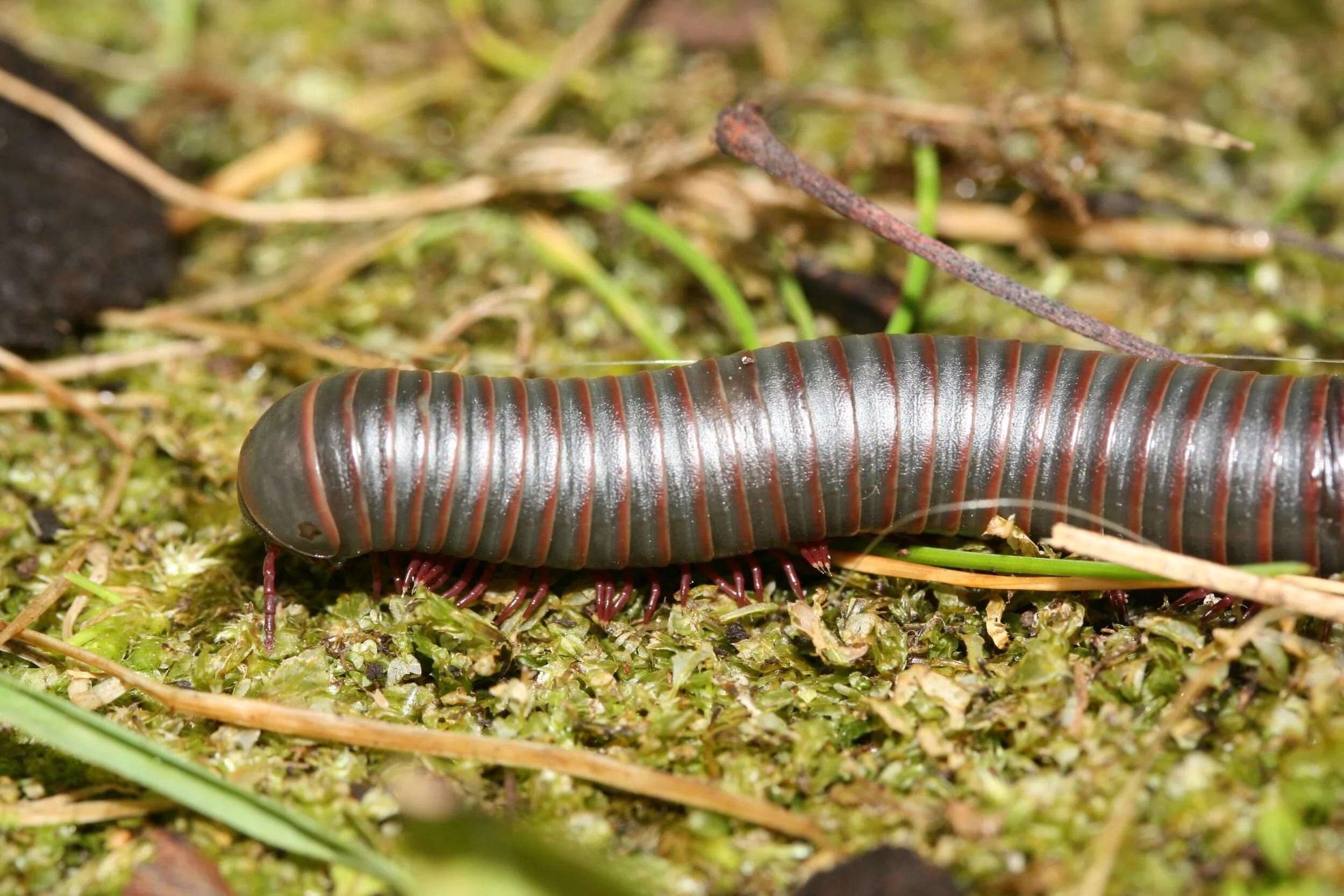 Araignées, scorpions et mille-pattes