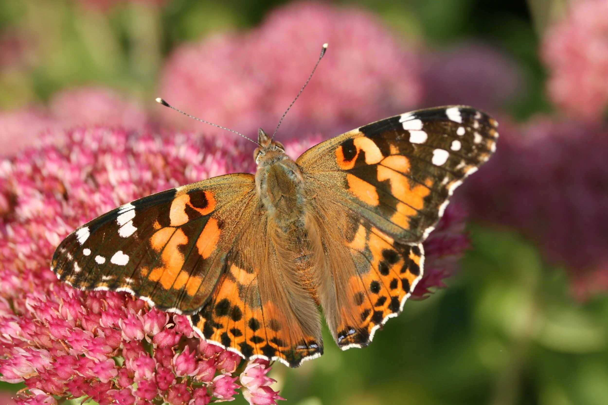 Papillons et chenilles