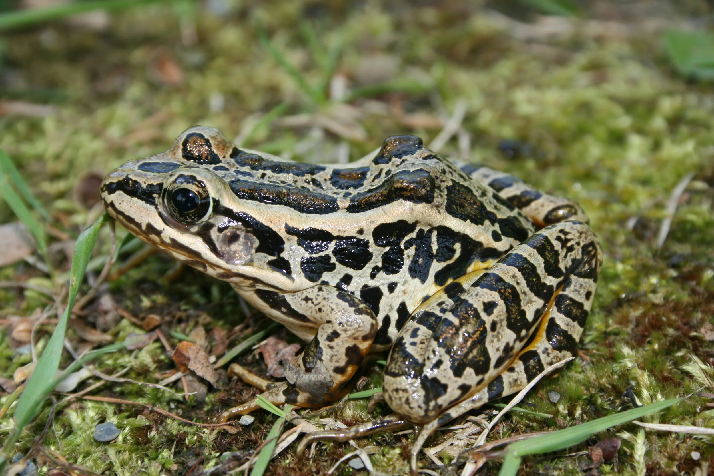 Grenouille des marais.JPG