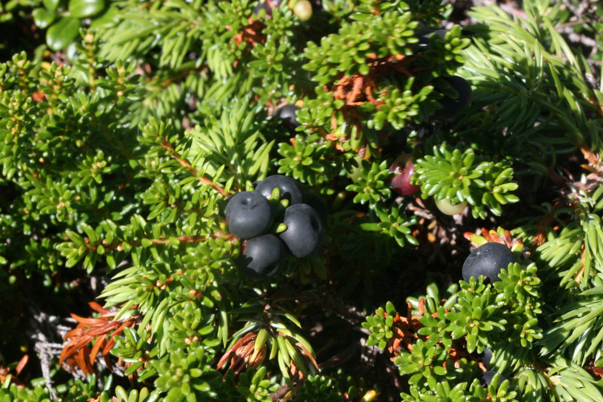 Camarine noire — Répertoire Nature