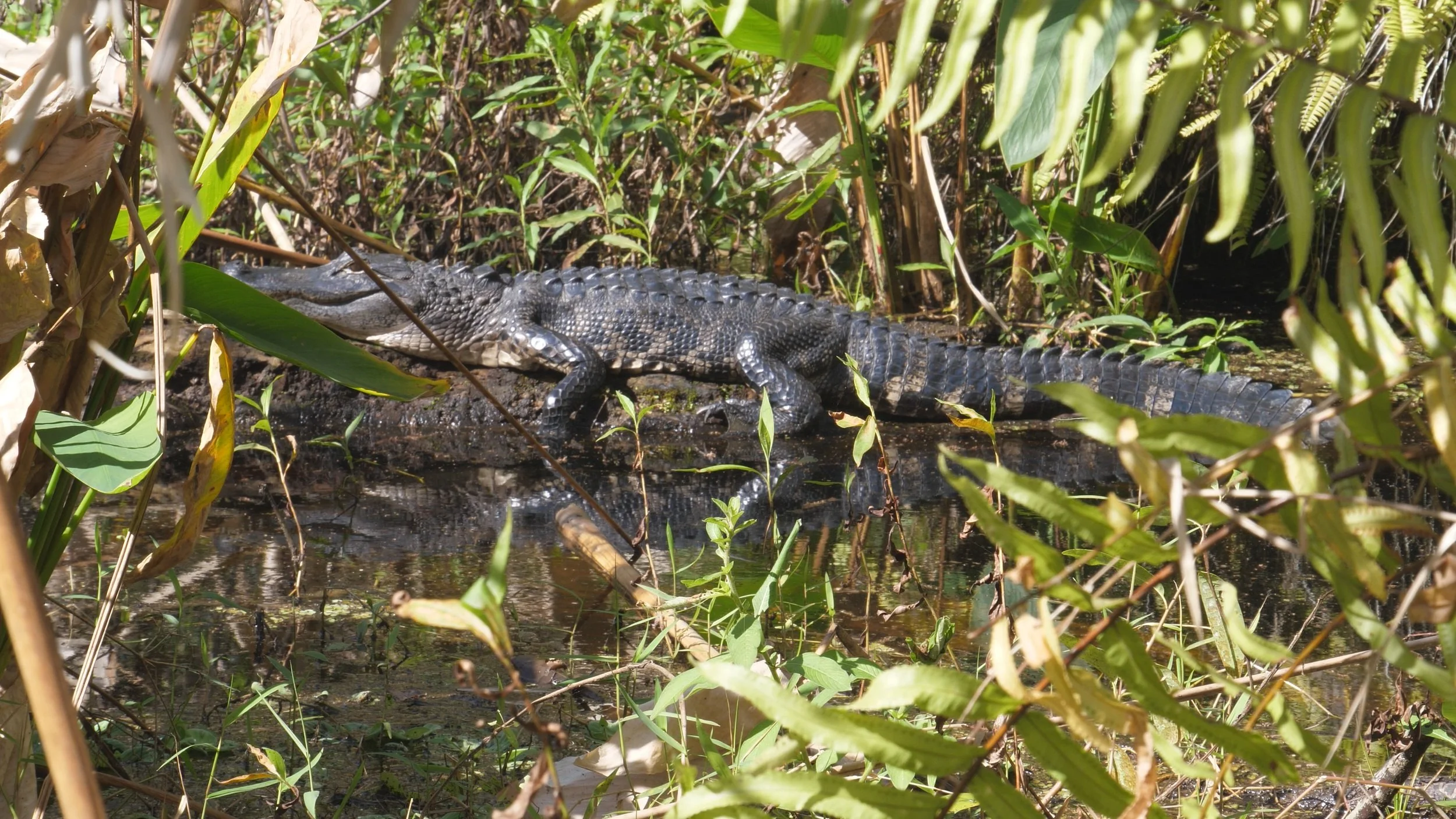 alligator américain.jpg