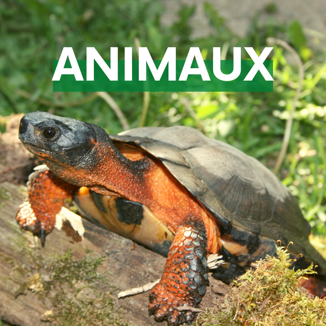 tortue des bois