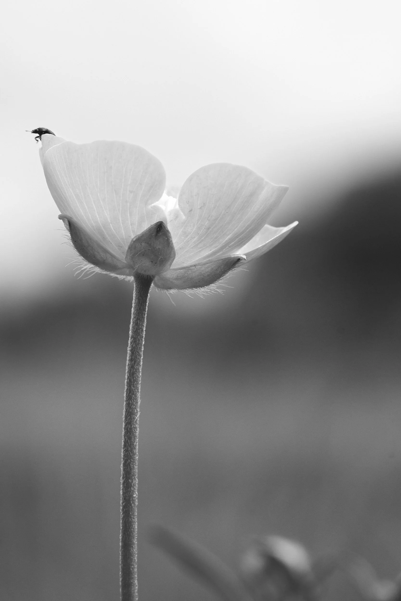unsplash-image-1AuhLIN9VXY.jpg