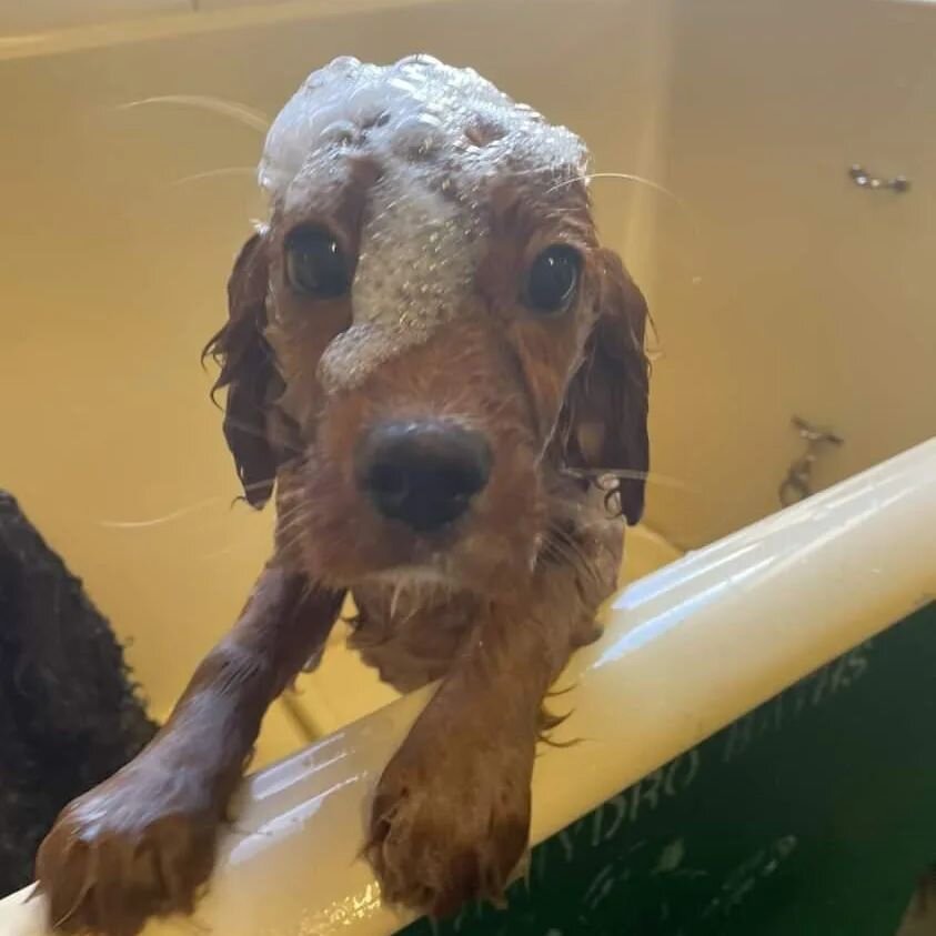 Wet dog Wednesday 🚿🚿🐾
.
.
.
.
.
.
.
.
.
#dogtraining #doggydaycare #dogfx #dogtrainers #dog  #dogsofinstagram #dogsofadelaide #wetdog #grooming