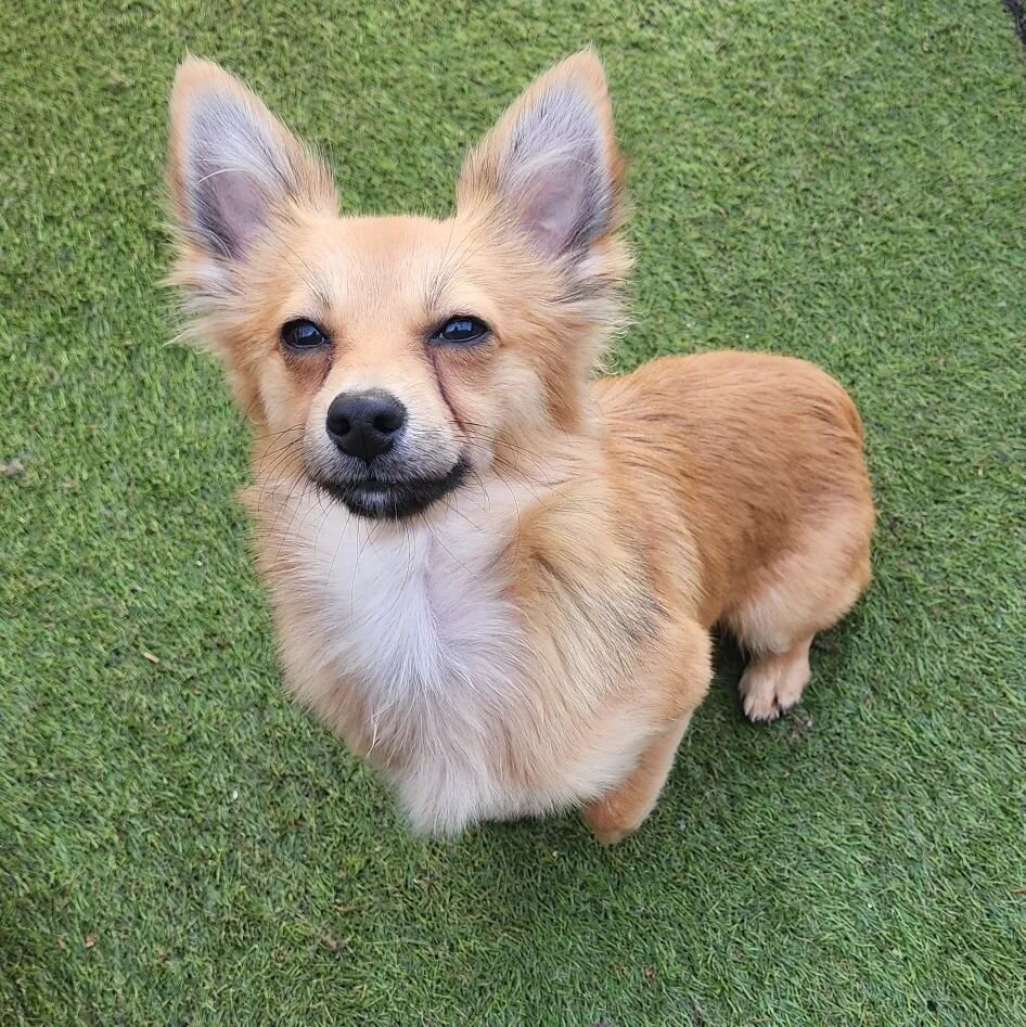 Theo wants to say a big hello to his mum 🐾😍
.
.
.
.
.
.
.
#dogtraining #doggydaycare  #dogfx  #dogtrainers #dog  #dogsofinstagram  #dogsofadelaide #grooming