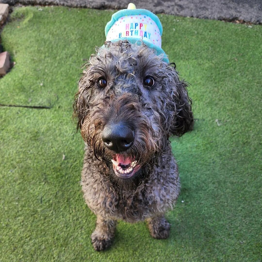 Happy birthday to our favourite big boy Lenny 🎉🎂🎁 
.
.
.
.
.
.
.
.
.
#dogtraining #doggydaycare #dogfx #dogtrainers #dog #dogsofinstagram #dogsofadelaide #grooming #birthday #gentlegiant