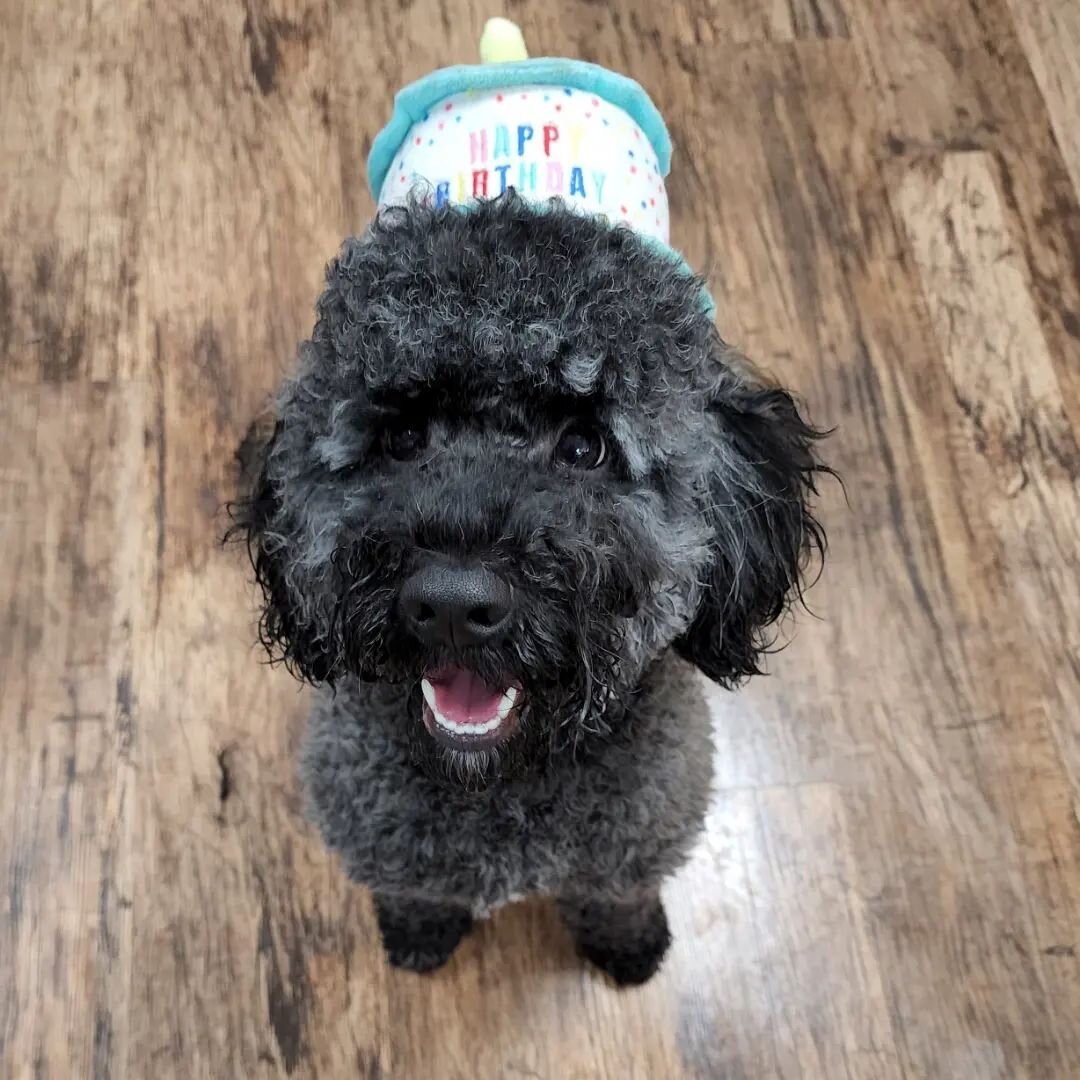 Birthdays all round here today at DogFX!! Happy birthday to Louie and Ruby 🎁🎂 🎈
.
.
.
.
.
.
.
#dogtraining #doggydaycare #dogfx #dogtrainers #dog #dogsofinstagram #dogsofadelaide #grooming #birthday #party