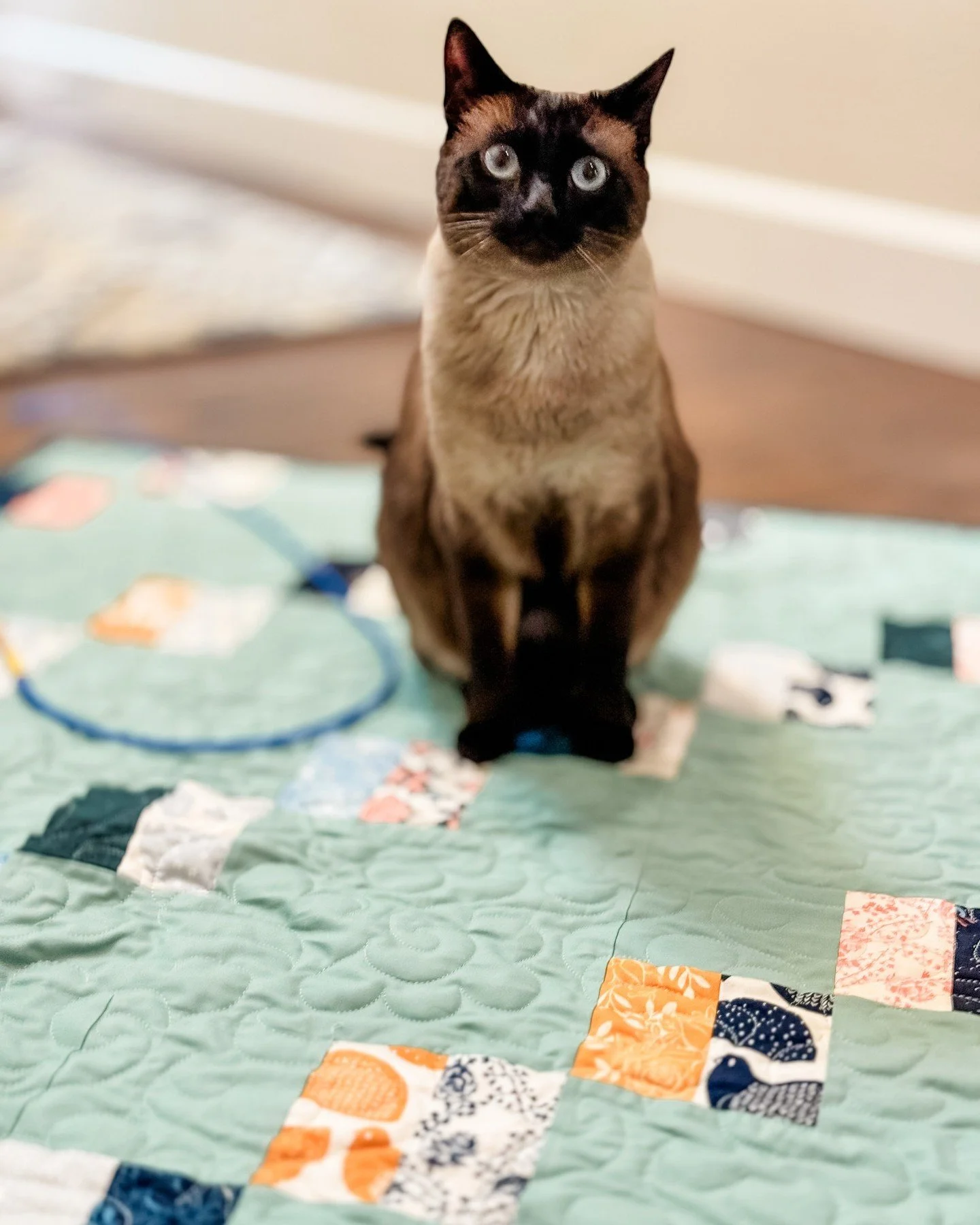 Somewhere between &ldquo;carefully planned artistic vision&rdquo; and &ldquo;the cat claimed it immediately&rdquo; is basically my entire quilting life.

#quiltinghumor #catsonquilts #quiltersofig #makerlife #handmadehome