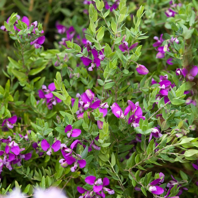 Weed Identification: Polygala