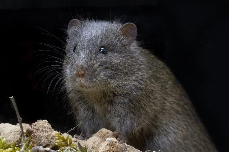 Swamp Rat Conservation