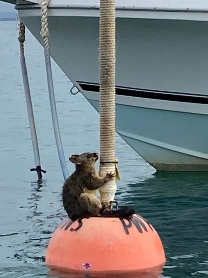 Possum Rescue