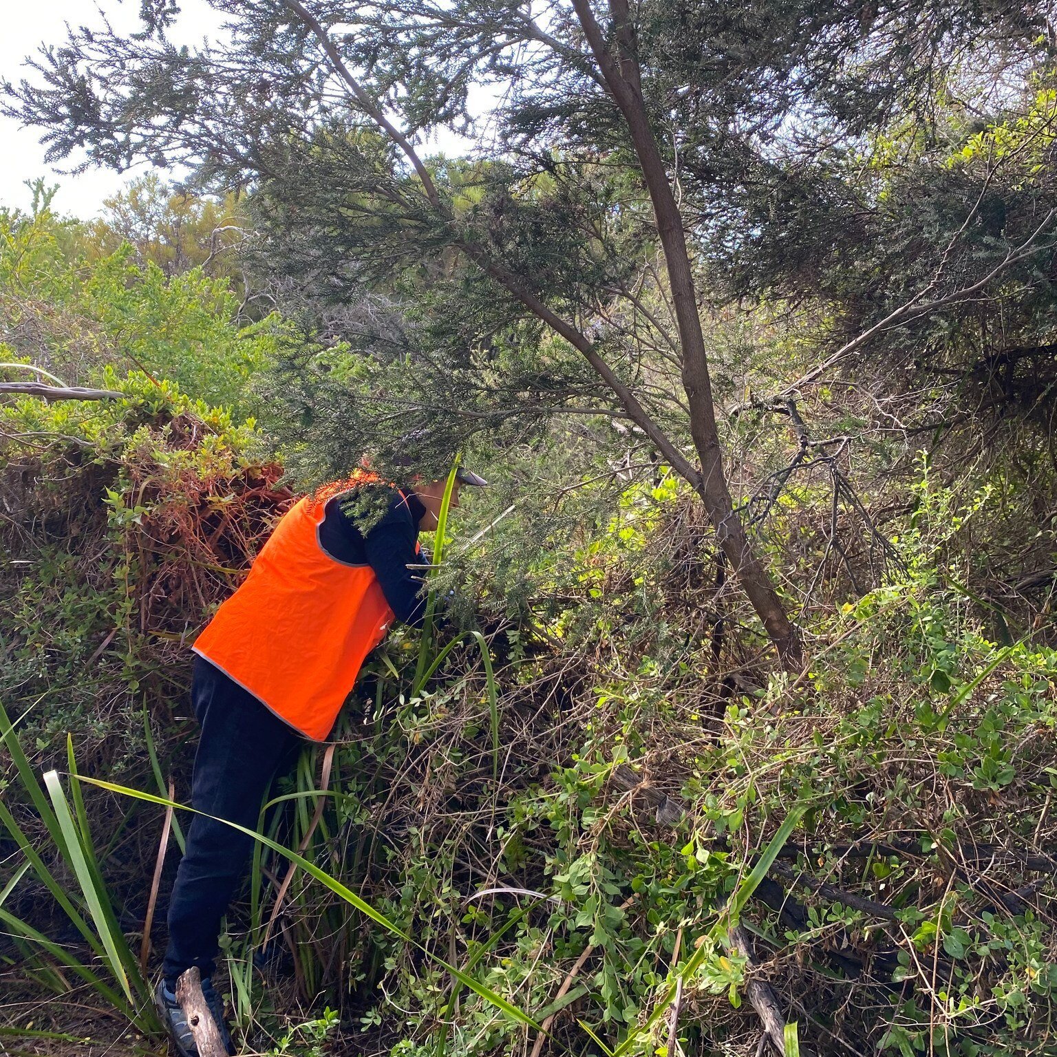 For National Volunteer Week we are shining a light on just a handful of the wonderful volunteers that make Whitecliffs Foreshore Reserve what it is.

This is Terese (pictured whilst weeding along the foreshore). Terese coordinates the Friends of Tyro